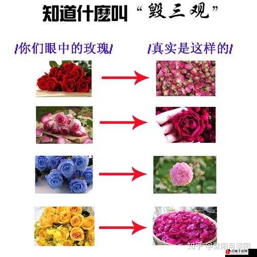 无人区玫瑰与夜色玫瑰的区别：深度解析